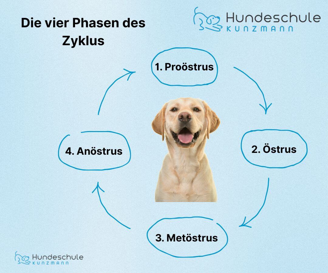 Wie Lang Dauert Die Läufigkeit Einer Hündin hundeschule-kunzmann.de