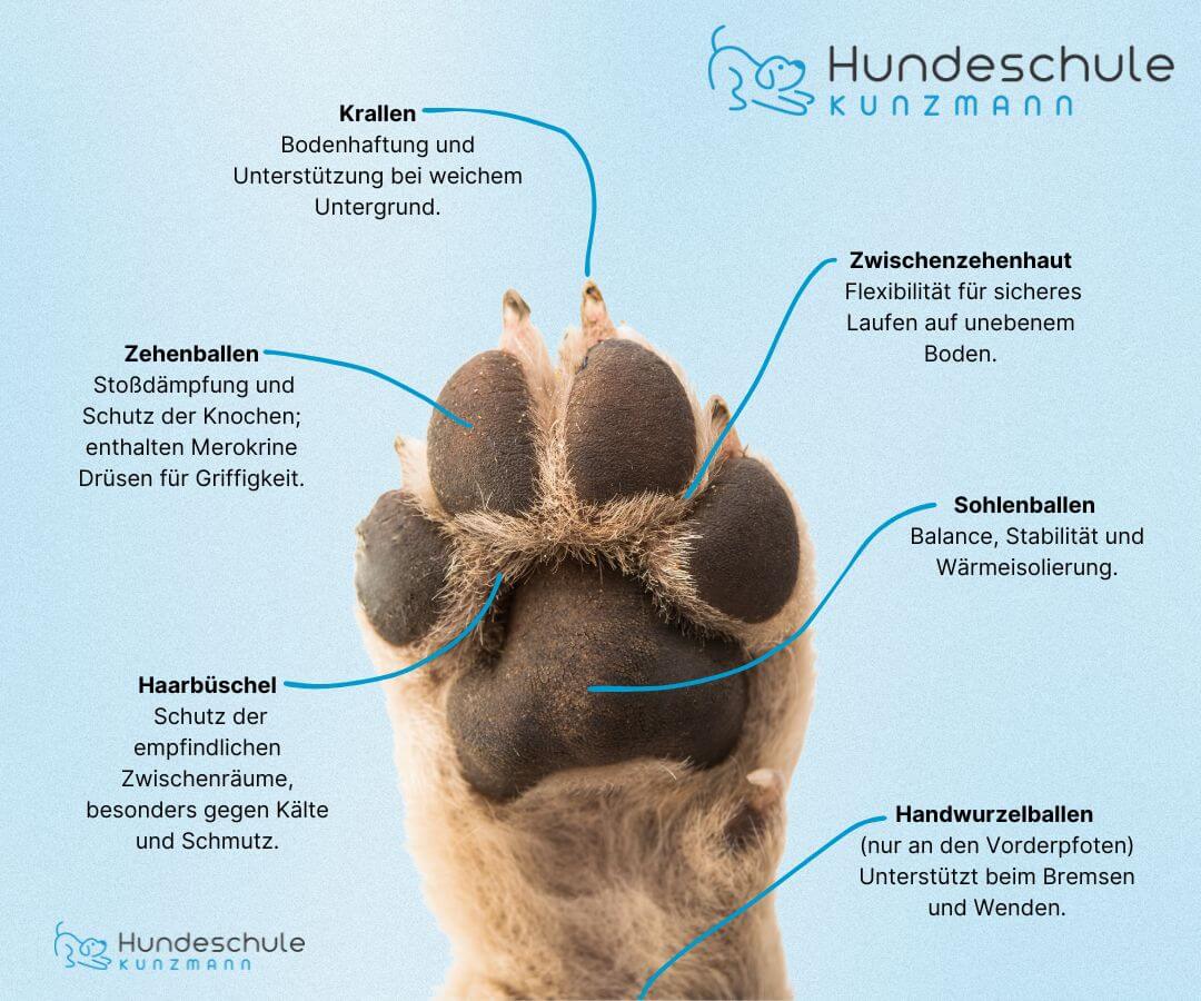 Pfote Des Hundes